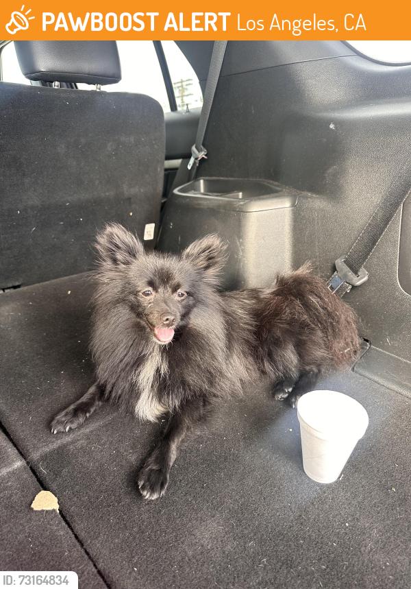 Found/Stray Female Dog last seen Near E pico blvd Los Angeles ca 90015, Los Angeles, CA 90015