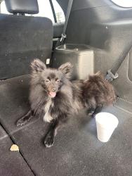 Found/Stray Female Dog last seen Near E pico blvd Los Angeles ca 90015, Los Angeles, CA 90015
