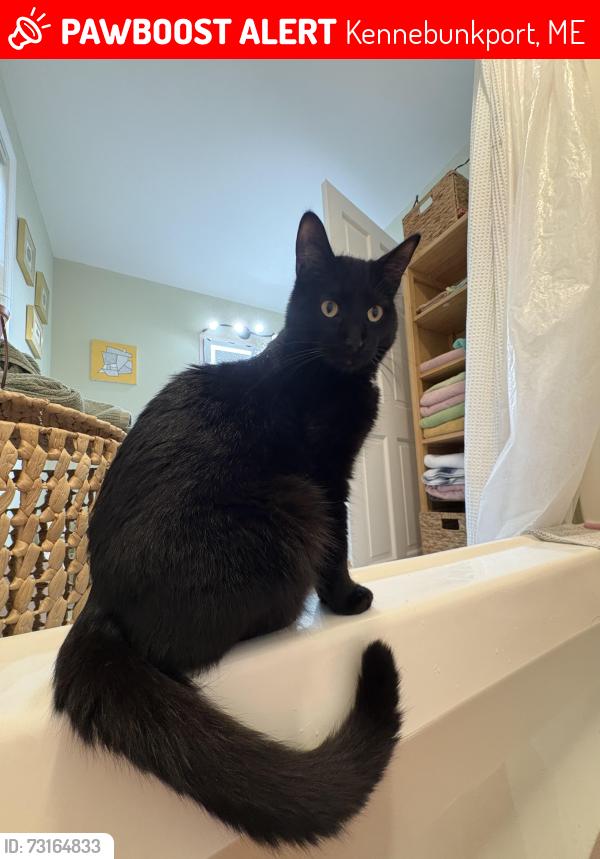 Lost Male Cat last seen Wild’s district rd, Kennebunkport, ME 04046