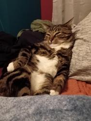 Lost Male Cat last seen Brosterhous Road housing near alpenglow Park, Bend, OR 97702
