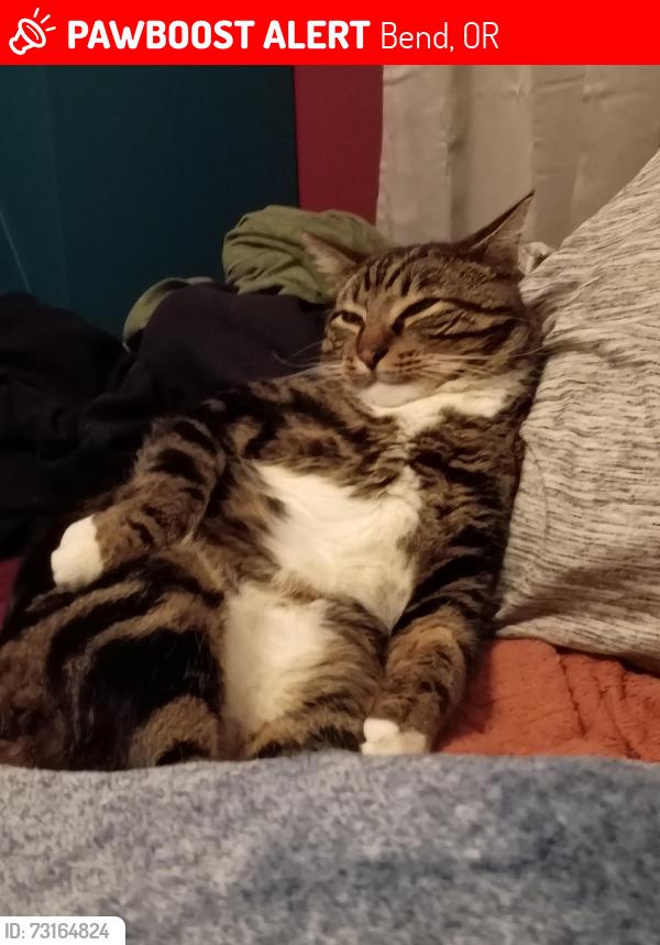 Lost Male Cat last seen Brosterhous Road housing near alpenglow Park, Bend, OR 97702