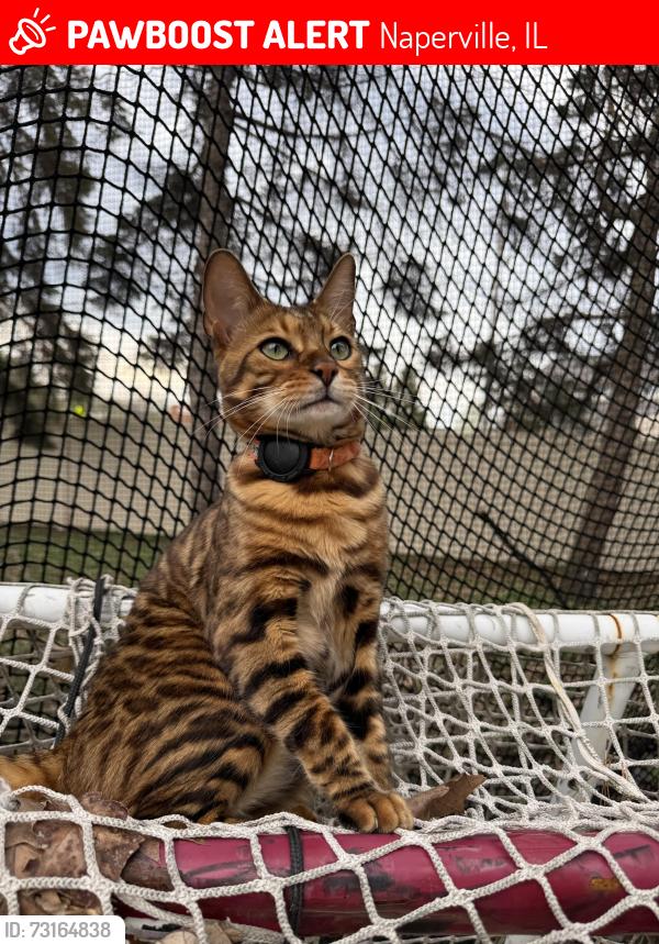 Lost Male Cat last seen Pinetree Dr and Applegate Dr, Naperville, IL 60565