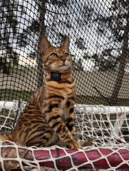 Lost Male Cat last seen Pinetree Dr and Applegate Dr, Naperville, IL 60565