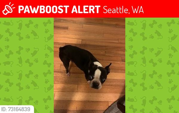 Lost Female Dog last seen The corner of 6th Ave NW and 95th St., Seattle, WA 98117