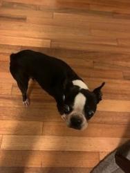Lost Female Dog last seen The corner of 6th Ave NW and 95th St., Seattle, WA 98117