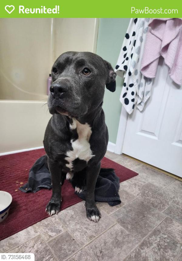 Reunited Male Dog last seen Bradbury rd, off exit 11 in clarksville, Montgomery County, TN 37010