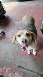 Found/Stray Female Dog last seen Near Albany Ave Richmond VA, Richmond, VA 23224