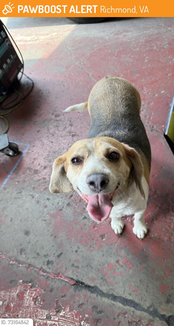 Found/Stray Female Dog last seen Near Albany Ave Richmond VA, Richmond, VA 23224