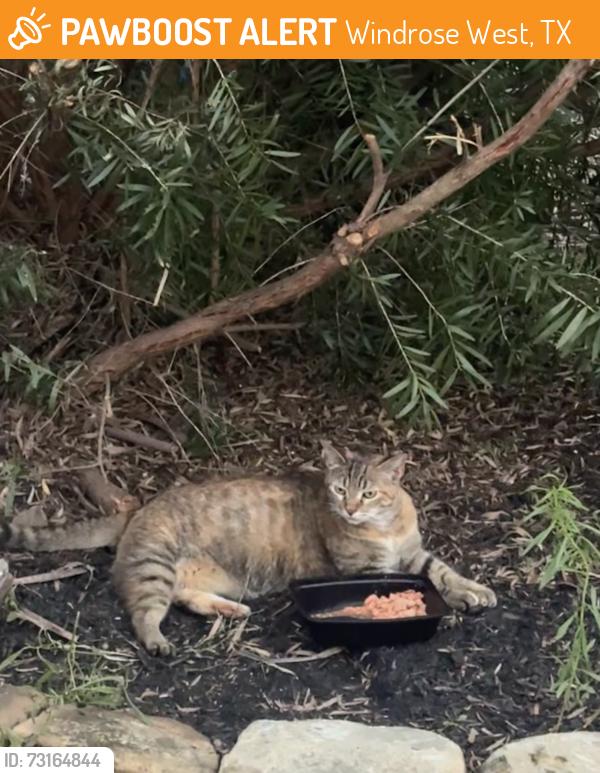 Found/Stray Unknown Cat last seen windrose spring, tx, Windrose West, TX 77379