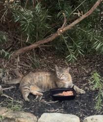 Found/Stray Unknown Cat last seen windrose spring, tx, Windrose West, TX 77379