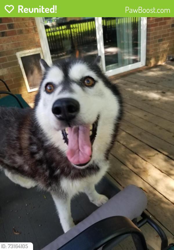 Reunited Female Dog last seen Southmont near dollar general, Lexington, NC 27292