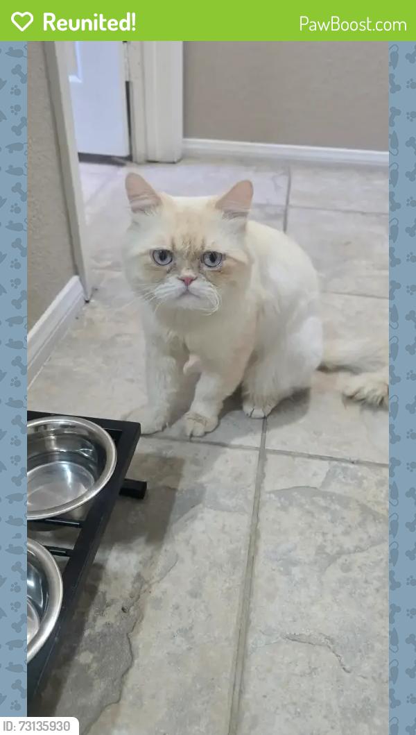 Reunited Male Cat last seen Mesa linda, Victorville, CA 92307