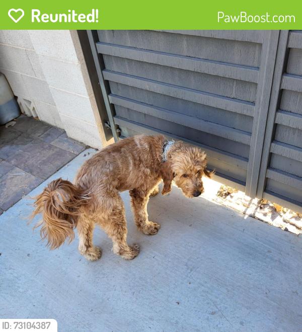 Reunited Unknown Dog last seen Washington Ave and Mt Hood St, Las Vegas, NV 89110