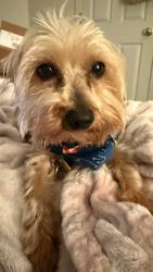 Lost Male Dog last seen Church Road, Stockbridge, GA 30281