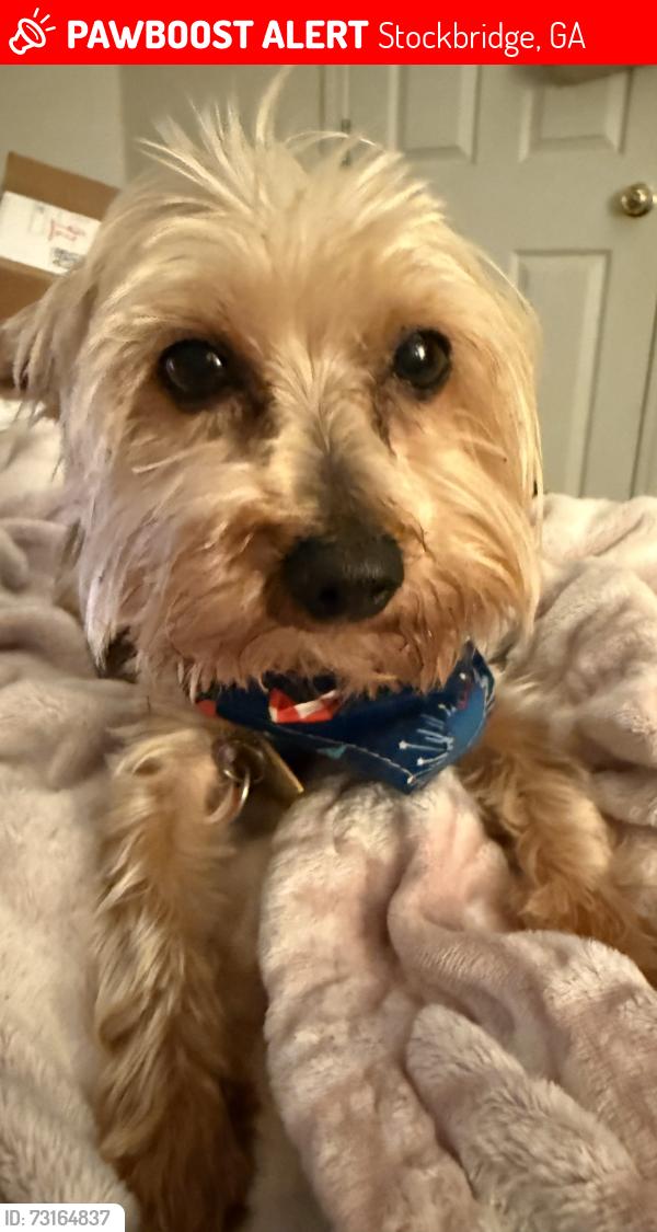 Lost Male Dog last seen Church Road, Stockbridge, GA 30281
