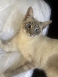 Lost Female Cat last seen Bromley and willow, La Puente, CA 91746