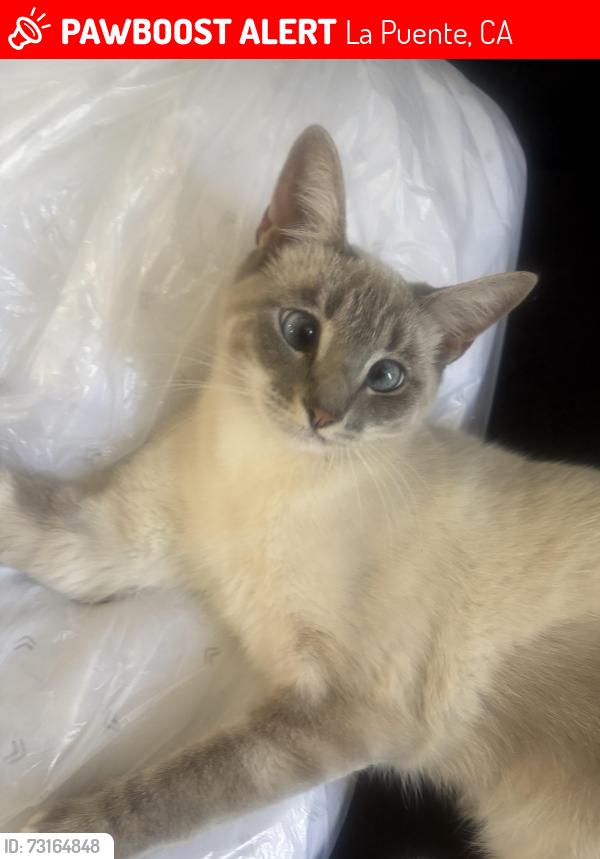 Lost Female Cat last seen Bromley and willow, La Puente, CA 91746