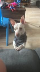 Lost Male Dog last seen Near n Hobart St, Philadelphia, PA 19107