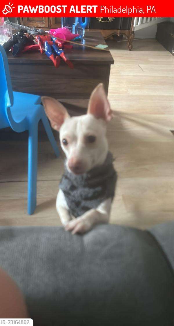 Lost Male Dog last seen Near n Hobart St, Philadelphia, PA 19107