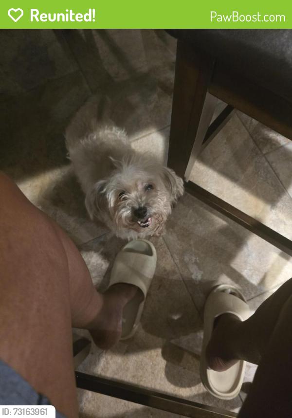 Reunited Female Dog last seen SE 14th place and Townsend, Del City, OK 73115
