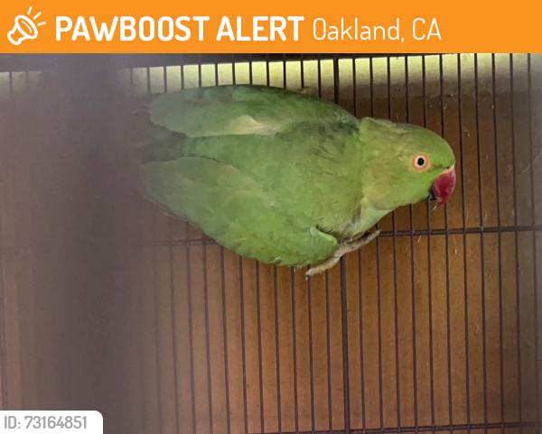 Found/Stray Unknown Bird last seen Mitchell St, Oakland, CA 94601