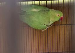 Found/Stray Unknown Bird last seen Mitchell St, Oakland, CA 94601