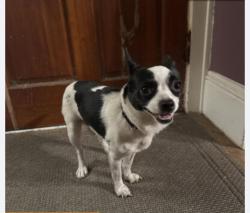 Reunited Male Dog last seen 83rd Ave 82nd Ave & Glisan, Portland, OR 97266