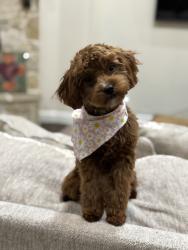 Reunited Female Dog last seen Near SW 180th Terrace, Palmetto Bay, FL 33157, USA, Palmetto Bay, FL 33157