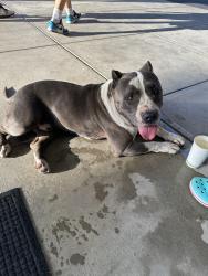 Found/Stray Male Dog last seen Kaweah health lifestyle center, Visalia, CA 93277