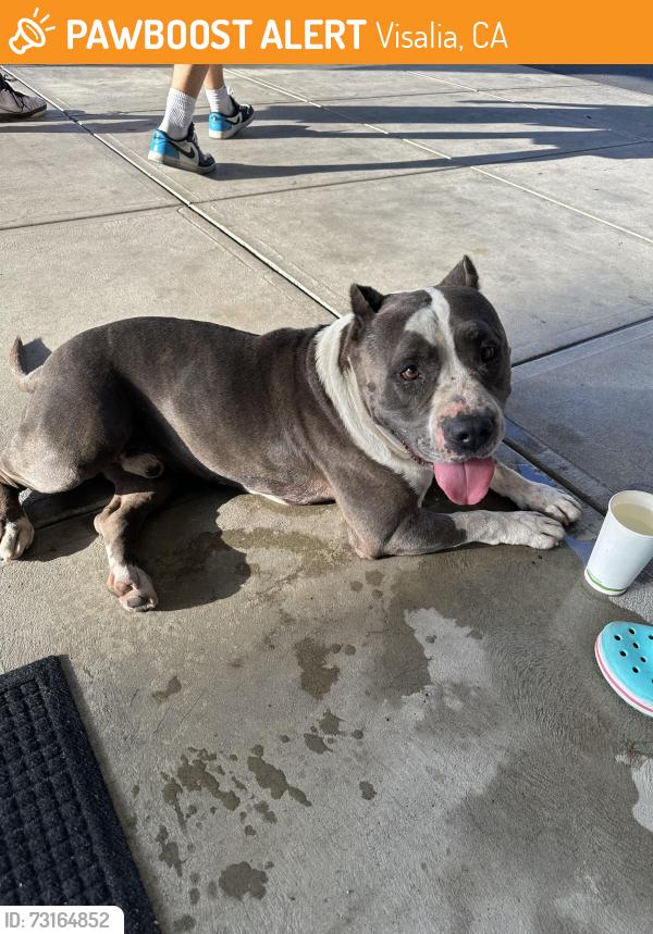 Found/Stray Male Dog last seen Kaweah health lifestyle center, Visalia, CA 93277