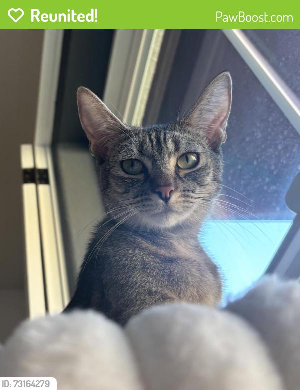 Reunited Female Cat last seen 4th floor of 809 Auzerais Ave apmt complex, San Jose, CA 95126