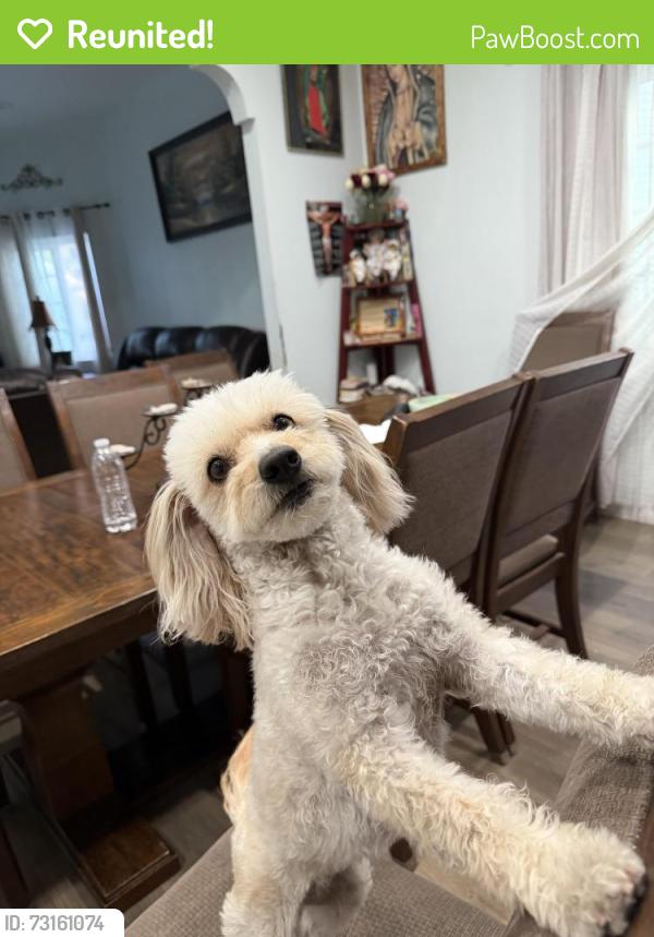 Reunited Female Dog last seen 25th and Maple, Los Angeles, CA 90012