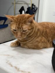 Lost Male Cat last seen Citrus & Arrow, Citrus, CA 91722