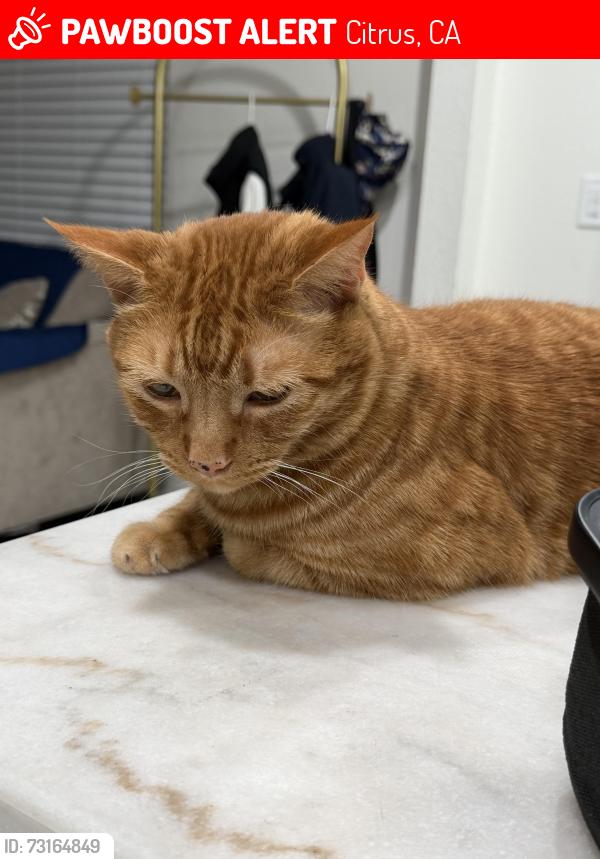 Lost Male Cat last seen Citrus & Arrow, Citrus, CA 91722