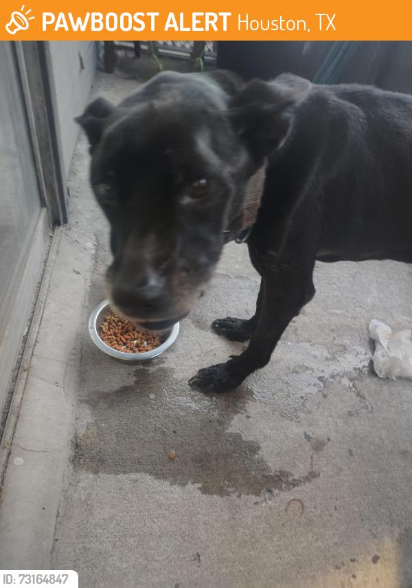 Found/Stray Male Dog last seen The Linc at cypress, Houston, TX 77065