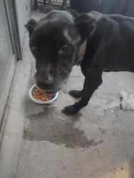 Found/Stray Male Dog last seen The Linc at cypress, Houston, TX 77065