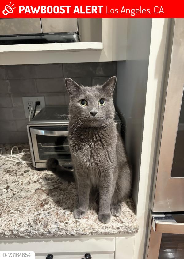 Lost Male Cat last seen Yarmouth Ave & Ludlow St, Los Angeles, CA 91326