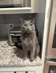 Lost Male Cat last seen Yarmouth Ave & Ludlow St, Los Angeles, CA 91326