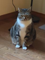 Lost Female Cat last seen Alpine, Shelton, WA 98584