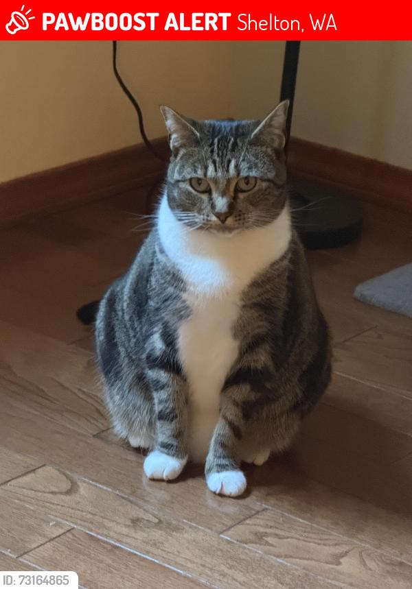 Lost Female Cat last seen Alpine, Shelton, WA 98584