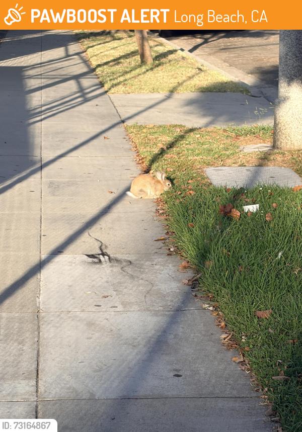 Found/Stray Unknown Rabbit last seen Pacific ave & Chestnut, Long Beach, CA 90806