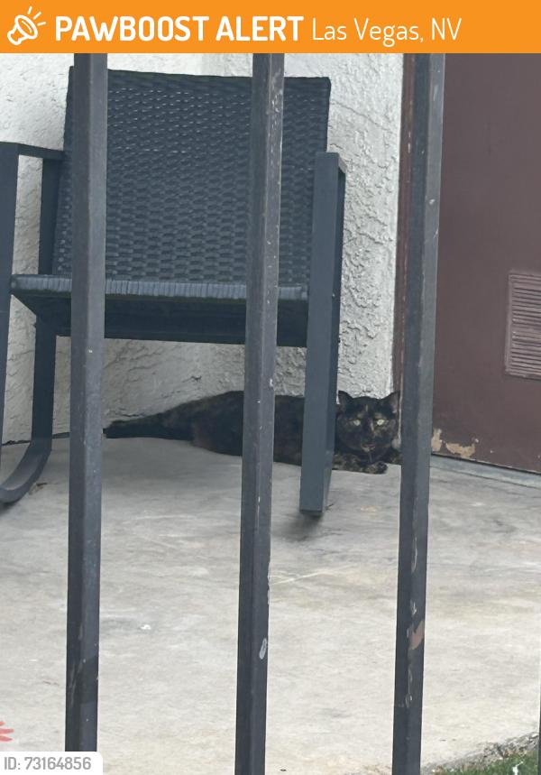 Found/Stray Female Cat last seen Near Garlord Dr. Las Vegas, NV 89103, Las Vegas, NV 89103