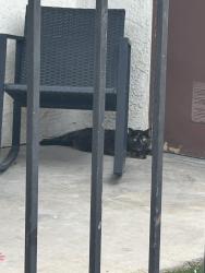 Found/Stray Female Cat last seen Near Garlord Dr. Las Vegas, NV 89103, Las Vegas, NV 89103