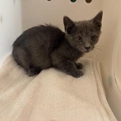 Shelter Stray Male Cat last seen , 361 S Raymond Ave, Pasadena, CA 91105, USA