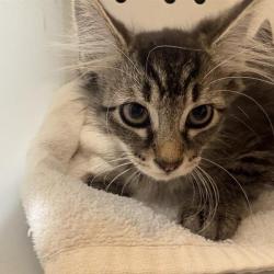 Shelter Stray Female Cat last seen , 361 S Raymond Ave, Pasadena, CA 91105, USA