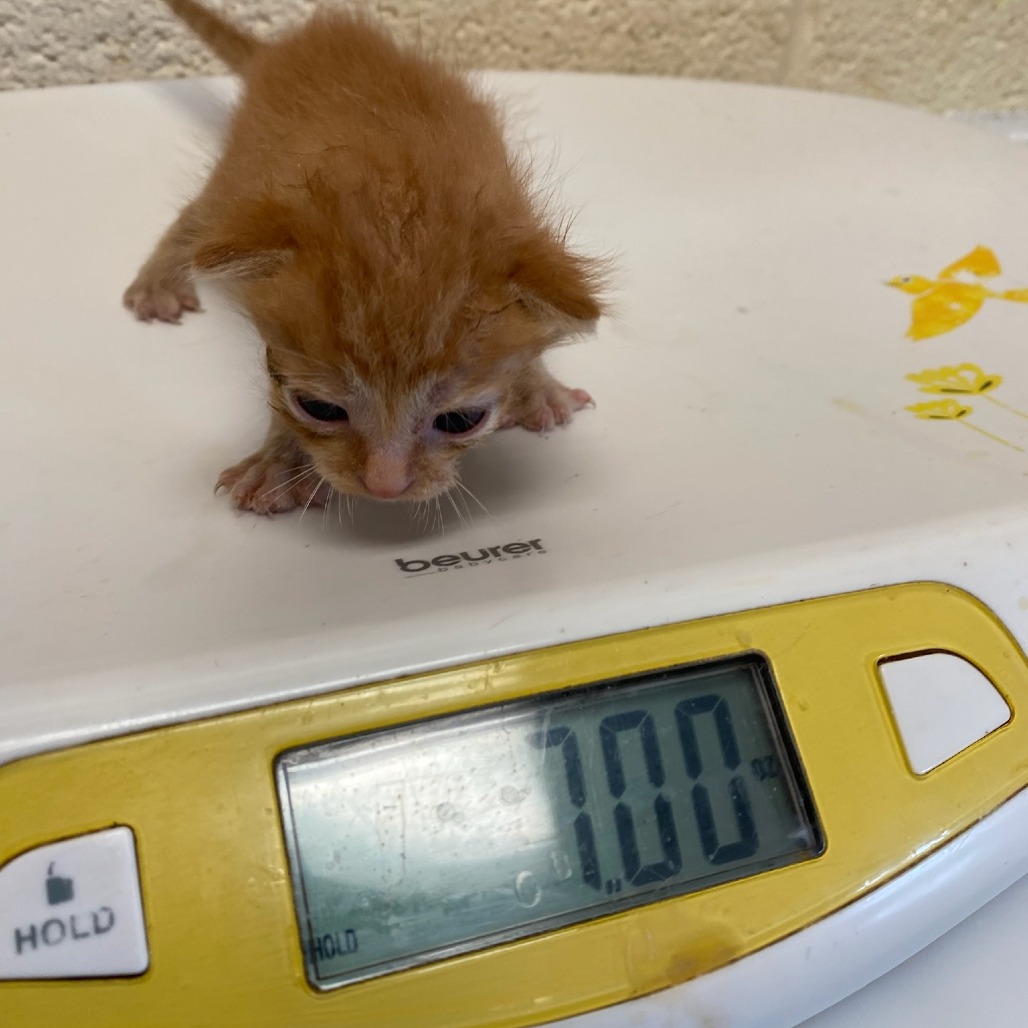 Shelter Stray Male Cat last seen , 2350 Appling City Cove, Memphis, TN 38133, USA