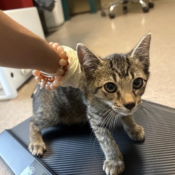 Shelter Stray Female Cat last seen , 361 S Raymond Ave, Pasadena, CA 91105, USA