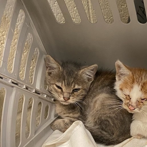 Shelter Stray Female Cat last seen , 2350 Appling City Cove, Memphis, TN 38133, USA