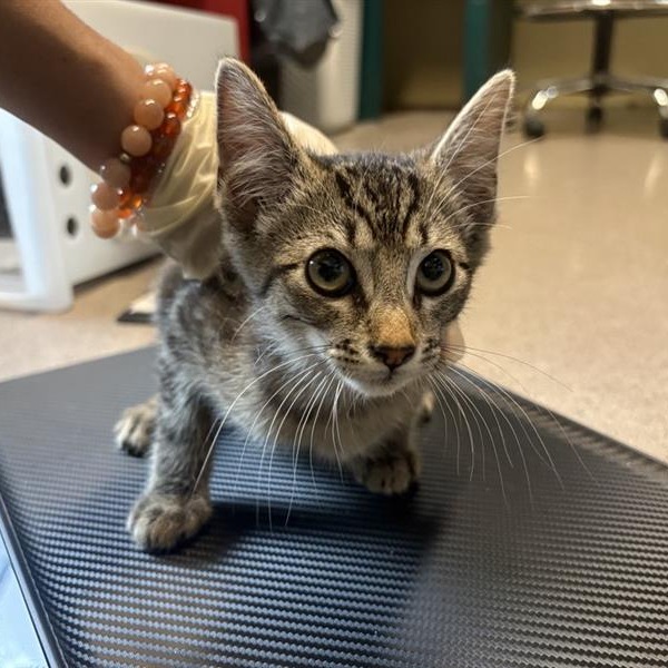 Shelter Stray Female Cat last seen , 361 S Raymond Ave, Pasadena, CA 91105, USA