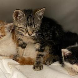 Shelter Stray Male Cat last seen , 2350 Appling City Cove, Memphis, TN 38133, USA